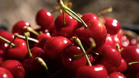 Los Andes | Desde las Cámaras de Tupungato y San Rafael analizan el panorama agrícola y ganadero de cada zona. El peso de la macro y nuevos desafíos para 2022. / Foto: Ignacio Blanco / Los Andes