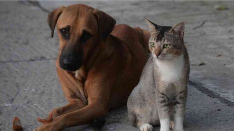 Los hábitos repetitivos de los perros están lejos de representar un problema.