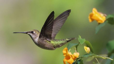Ver un colibrí de cerca no es algo común, y cuando sucede, transforma el ambiente de casa.