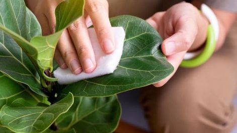 Cómo recuperar el brillo de tus plantas con un ingrediente casero y barato. Foto: Pinterest