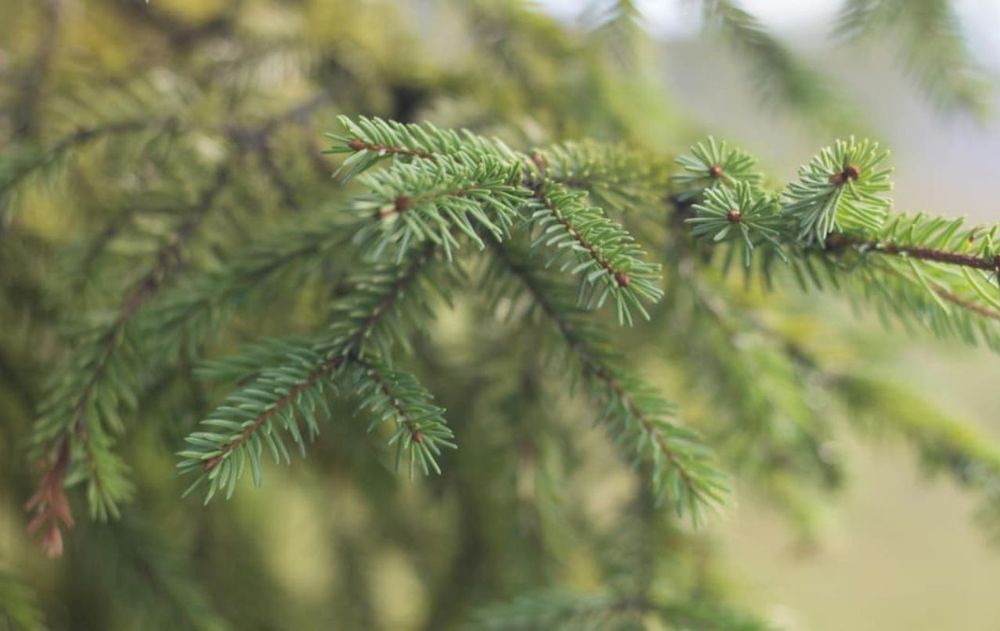 El hallazgo en la hoja de este árbol reveló un proceso biológico oculto que podría cambiar la forma en que se buscan metales como el oro.