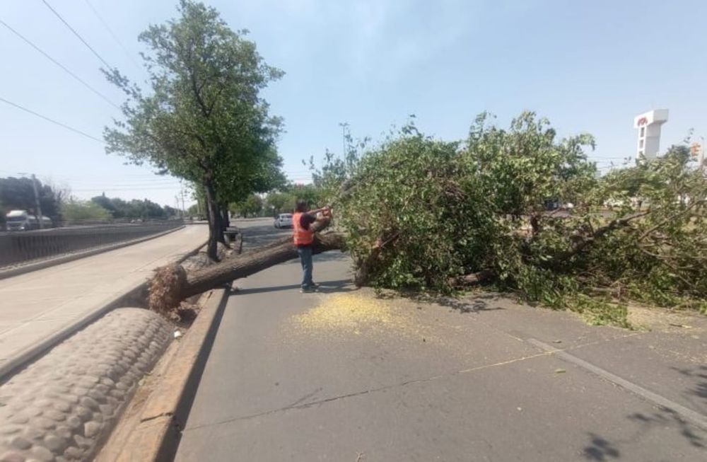 Vialidad retiró más de 270 árboles caídos en sus rutas y combatió el fuego en el piedemonte