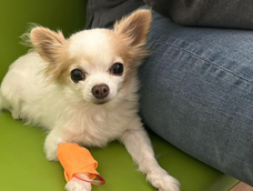 Nini, la perrita diagnósticada con cáncer que ya recibió 19 quimioterapias.&nbsp;