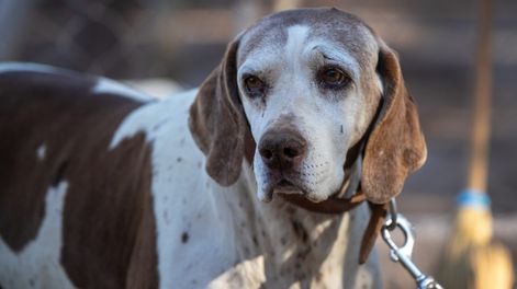 Cira, la Pointer que resolvió más de 150 rastreos, se retiró tras una década de servicio en la Policía de Mendoza (Gentileza Ministerio de Seguridad)