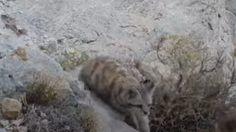 Volvió a aparecer el Fantasma de los Andes: impactantes fotos y videos de un gato andino y su cría en Mendoza