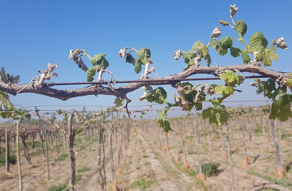 La helada del lunes pasado encontró a la mayoría de las plantas en un estado avanzado de floración o cuaje, lo que las torna más vulnerables al frío.