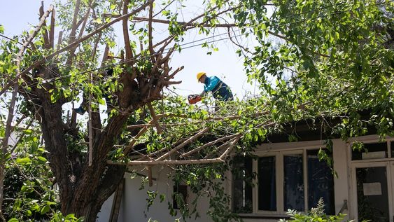 Viento zonda: resumen de los trabajos municipales en la semana