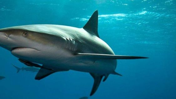 Increíble: un águila atrapa con sus garras un tiburón y se lo lleva volando