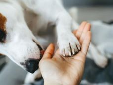Aunque parezca un gesto tierno, el lamido de un perro puede estar expresando incomodidad o nerviosismo por lo que aprender a leer sus señales es clave.