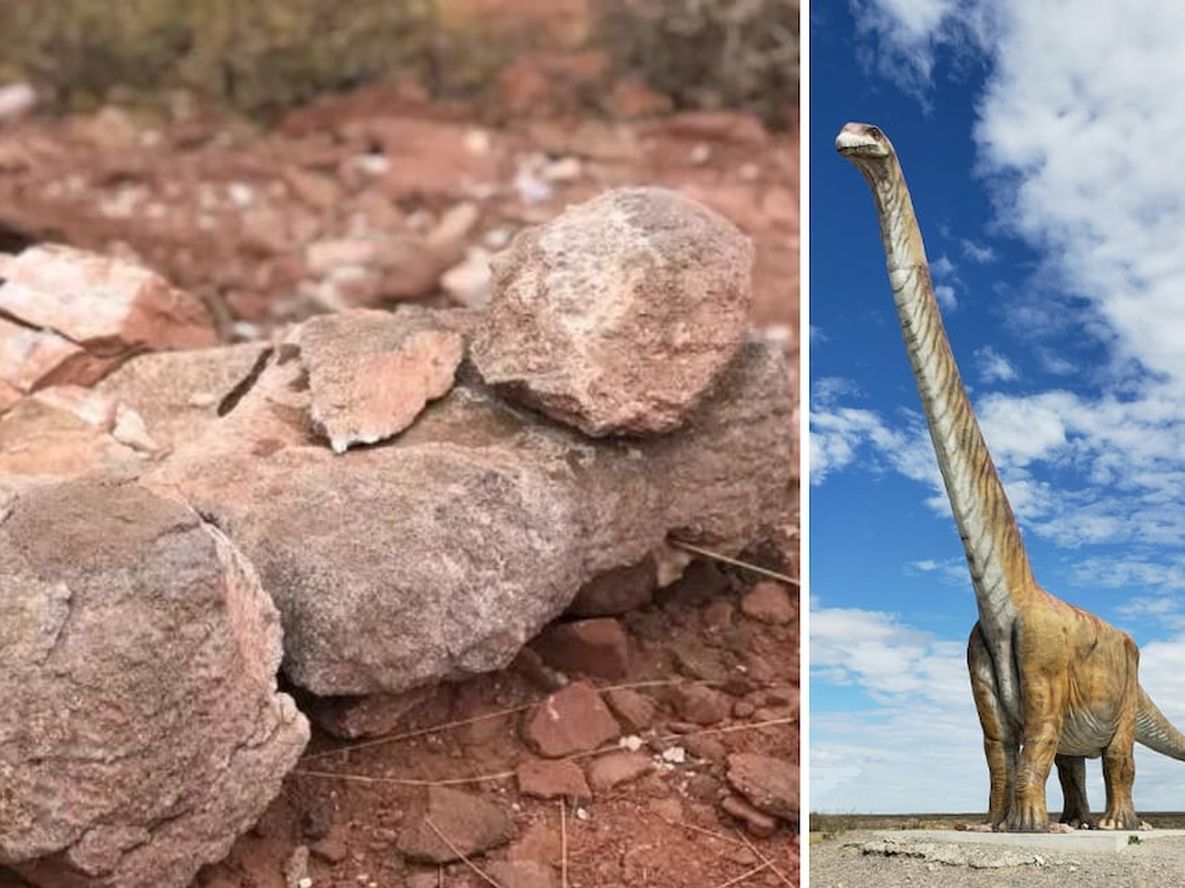 Investigadores hallaron el fémur del titanosaurio en las cercanías de la localidad neuquina de Añelo.