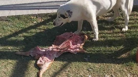 Una perra robó un lechón a concejales y se convirtió en un hecho viral - Gentileza / El Otro Allen