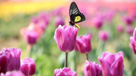 Los Andes | En esta época podés plantar narcisos, jacintos, allium, marimoñas, anemonas, crocos, fresias... Y en provincias patagónicas y otras zonas frías, también tulipanes y otras flores preciosas.