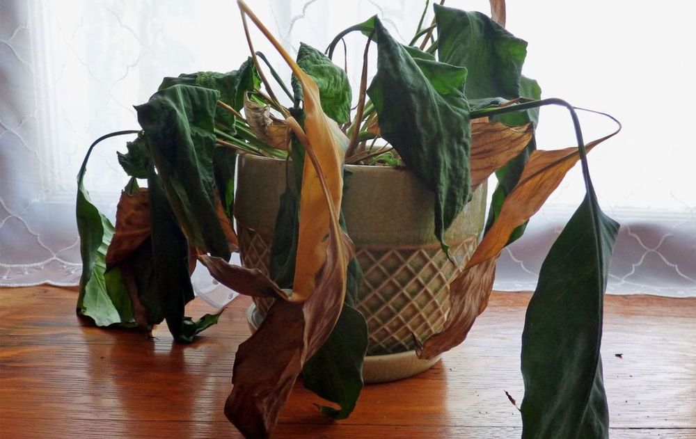 El Feng Shui recuerda que todo elemento en casa debe transmitir vida, y si una planta perdió su fuerza, su lugar debe abrirse para lo nuevo.