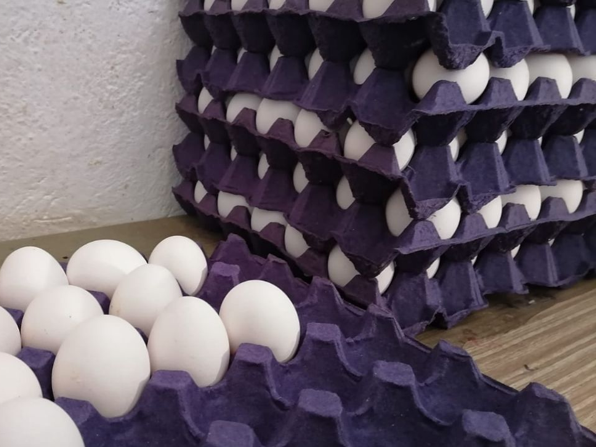 Recicla los maples de huevo vacíos y conviértelos en esta fabulosa idea para tu hogar