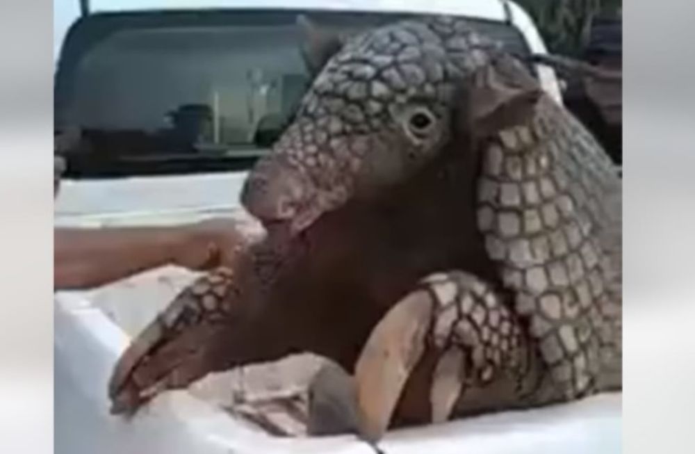 Un armadillo se metió en una vivienda rural en Formosa, cuando escapaba de perros que querían atacarlo. Autoridades ambientales lo liberaron en una reserva.