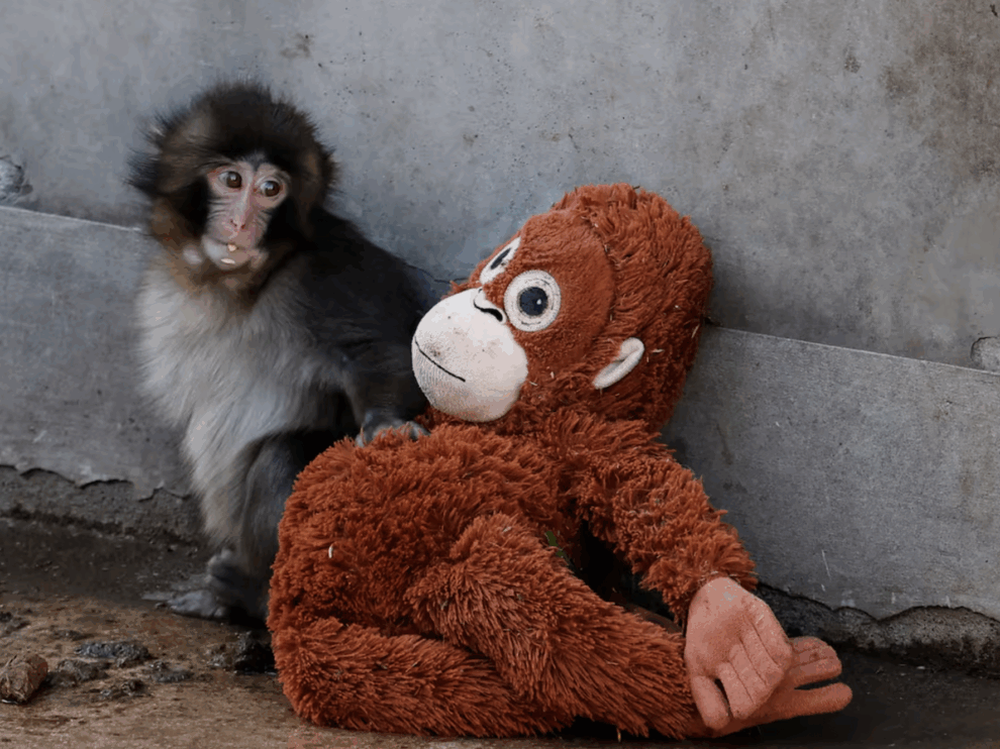 El mono Punch, junto a su peluche. 