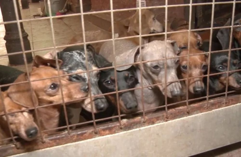 El proyecto presentado incorpora además penas por maltrato a quien “deje a un animal que esté bajo su responsabilidad en una situación de abandono.