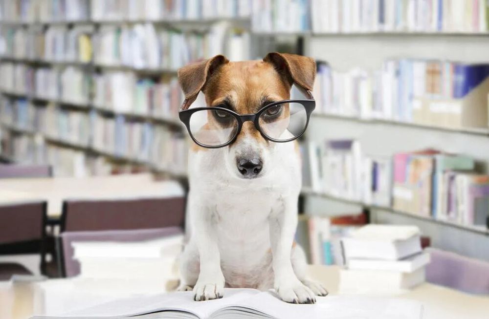 Estos son los perros más inteligentes del mundo. (Web).