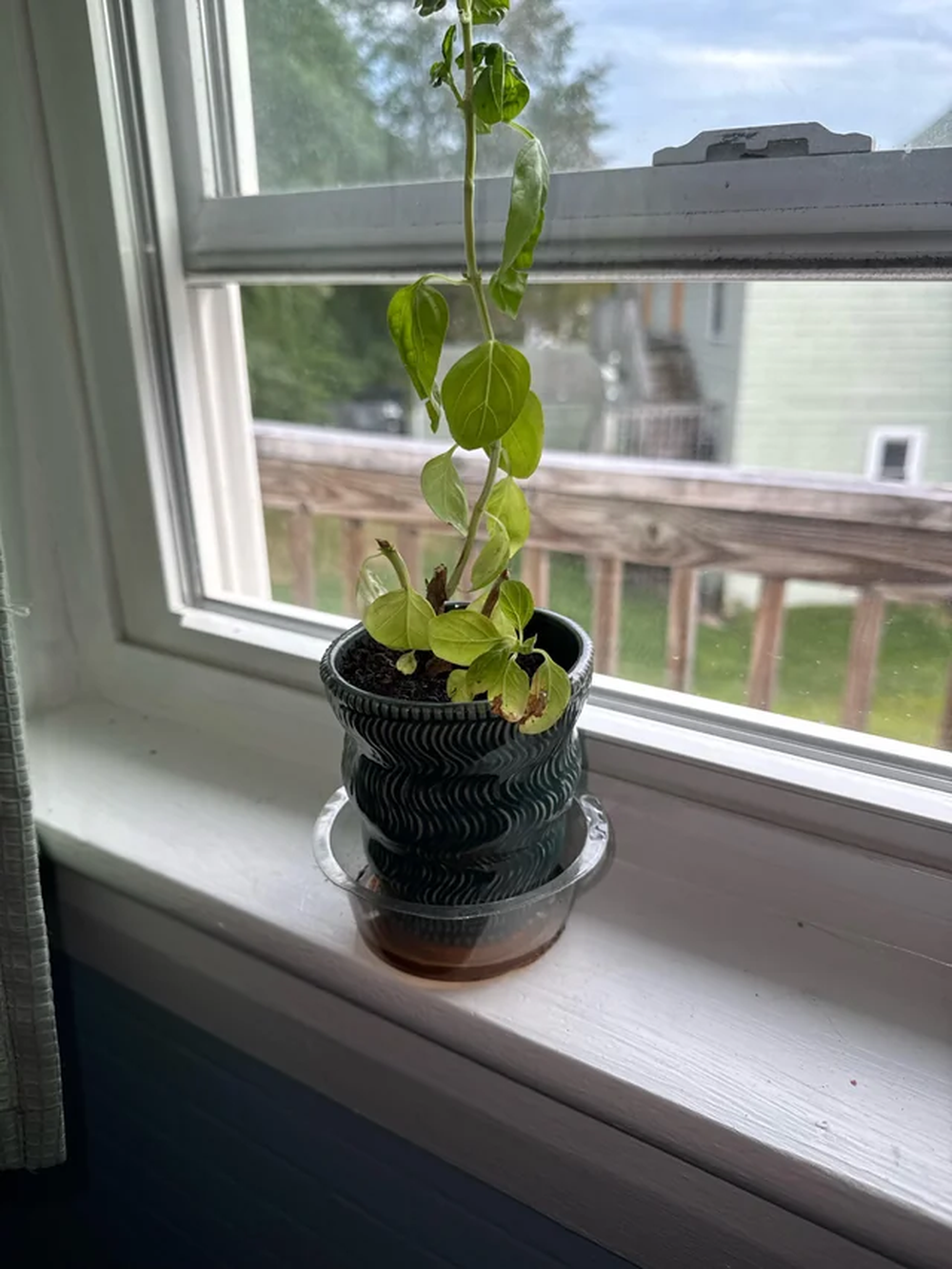 Para qué sirve colgar plantas de albahaca en la ventana