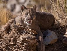 Día del Medio Ambiente: dos de cada diez especies animales se encuentran amenazadas en Argentina. Foto: Gentileza Martín Pérez (@cuyo.birding.3)