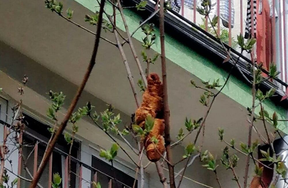 Una “bestia” trepada en un árbol asustó a todo un barrio y el rescate develó una gran sorpresa
