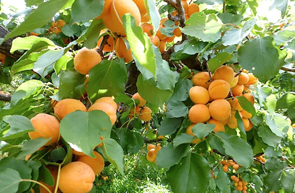 Las heladas provocaron una disminución considerable de la producción de damasco, que estiman puede oscilar entre el 50 y el 80% en toda la provincia.