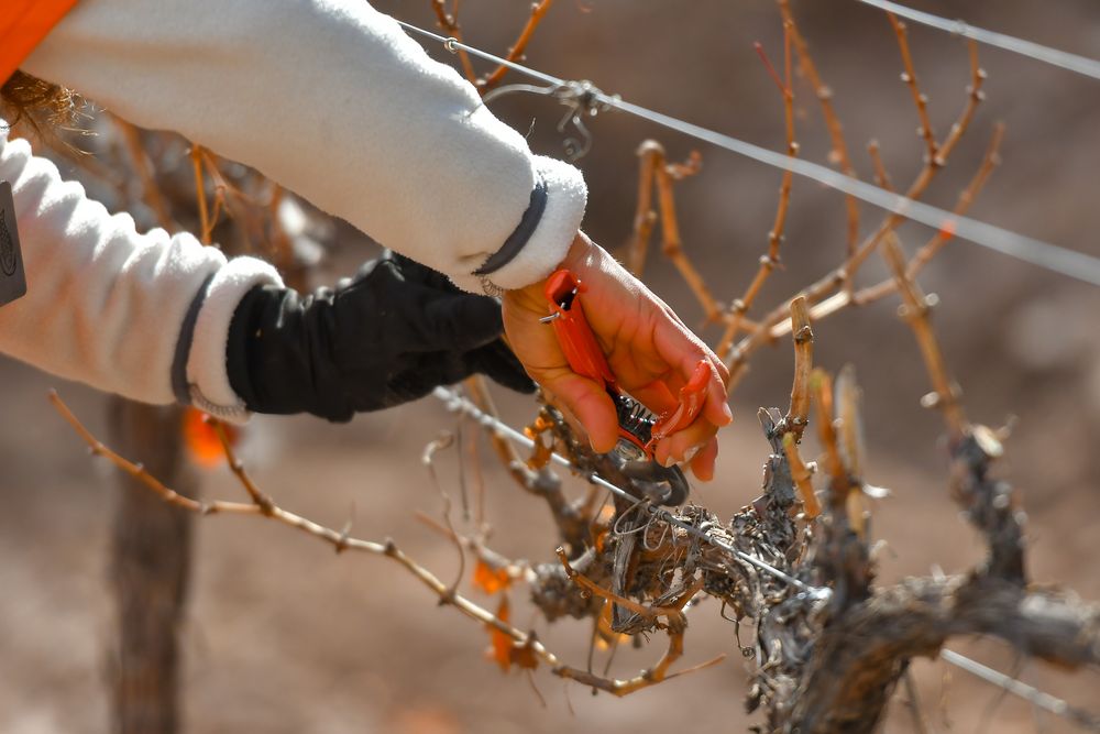 La vitivinicultura podría beneficiarse de las bajas patronales