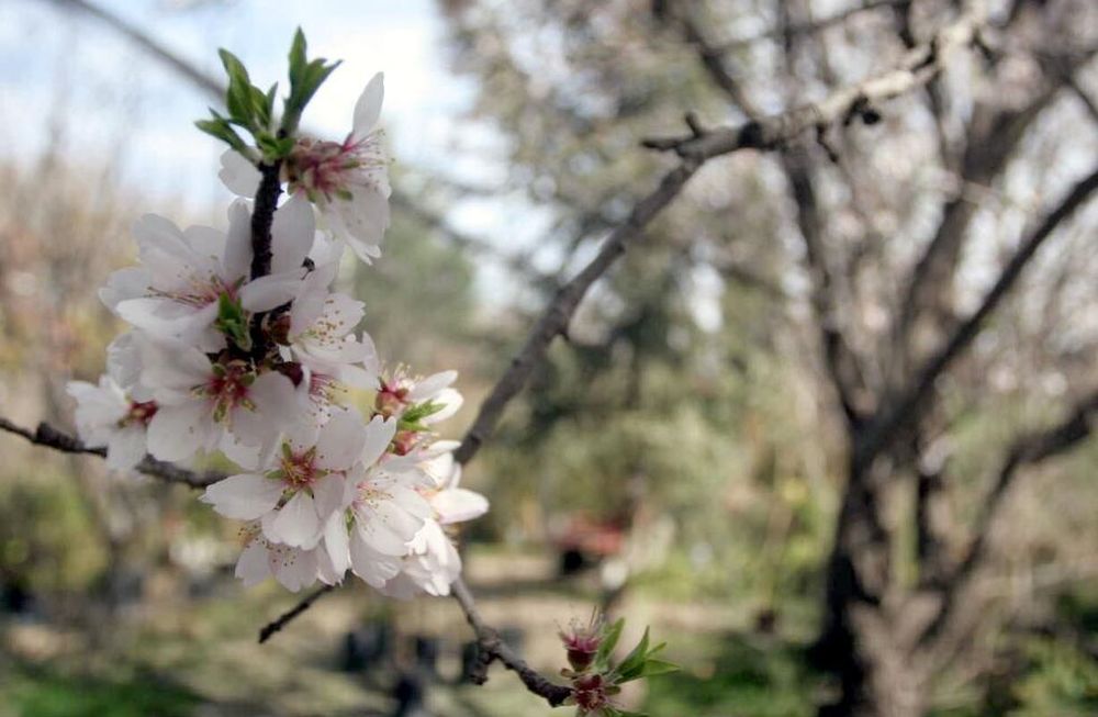 Qué temperaturas y cantidad de lluvias se puede esperar esta primavera