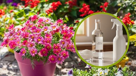 Por qué mezclar vinagre con azúcar es bueno para tus plantas y para qué sirve