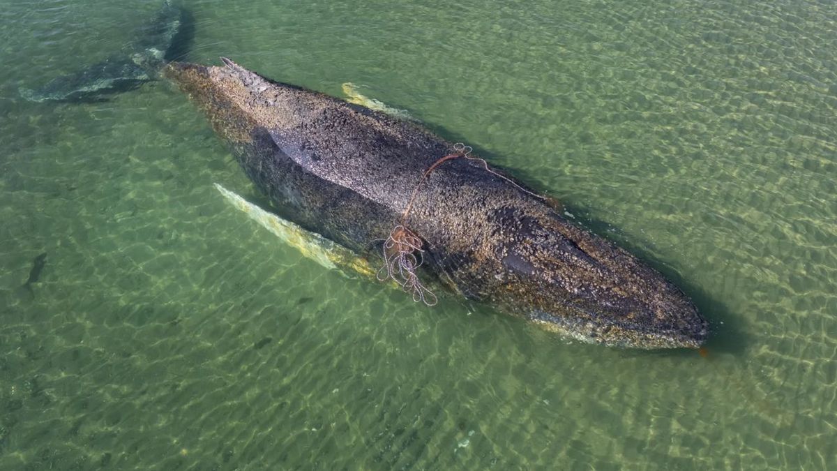 Una ballena en el mar báltico agoniza tras un intento de rescate: por qué están fallando los intentos
