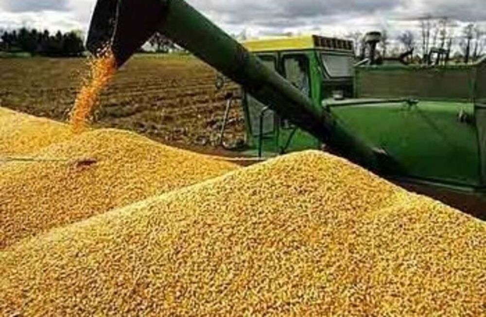 Detectaron comercialización en negro de granos por un valor de $8 millones