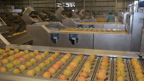 Los Andes | El pronóstico de cosecha de durazno para este año llegó a las 104.887 toneladas, un promedio similar al de los últimos tres años. - Foto: Archivo / Los Andes