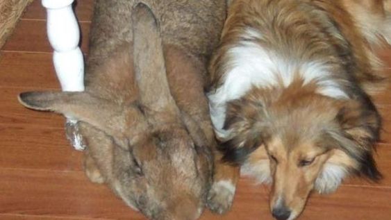 Esta especie de conejo se encuentra en Flandes, Bélgica. Foto: Web