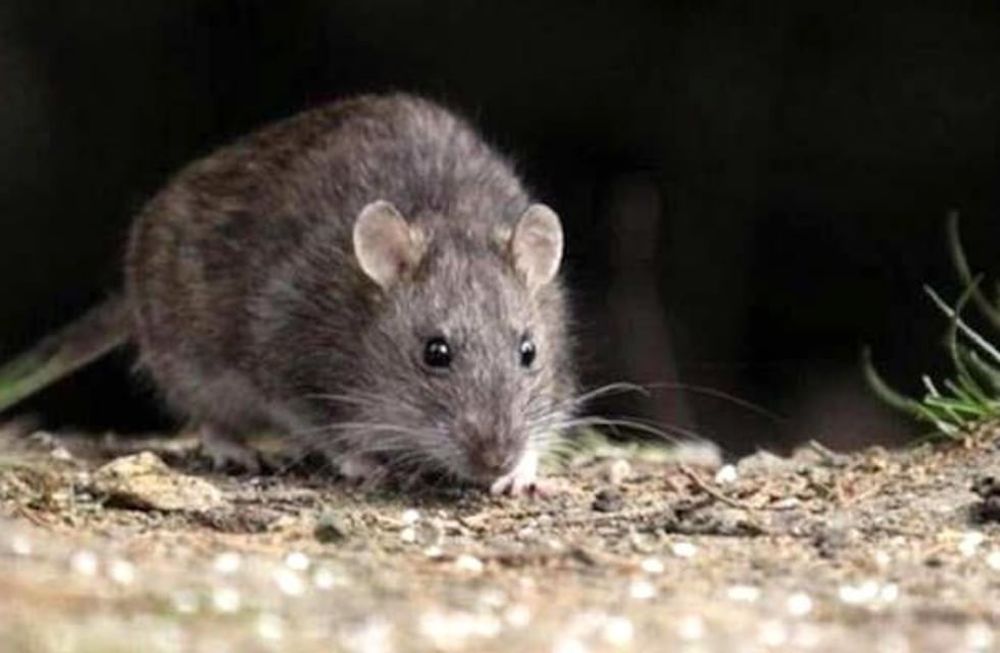 El hantavirus genera preocupación a nivel mundial. La OMS explica que la prevención es clave para evitar posibles brotes.&nbsp;