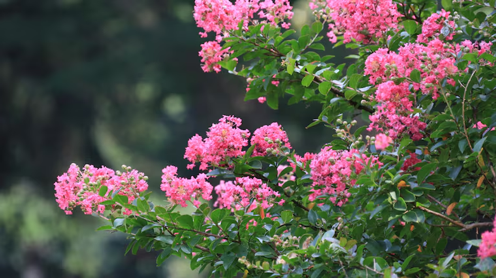 Jard&iacute;n y jardiner&iacute;a eligen plantas arb&oacute;reas limpias que atraen aves todo el a&ntilde;o