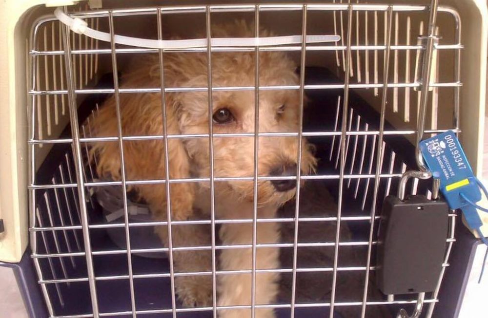 Un hombre no pudo subir con su perro a un avión y lo dejó abandonado.