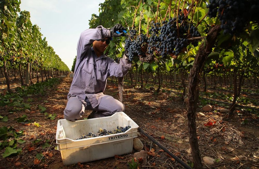 Alta Ya es una herramienta de AFIP que facilita la registración de trabajadores, en especial cuando se trata de ingresos provisorios, por actividades de temporada