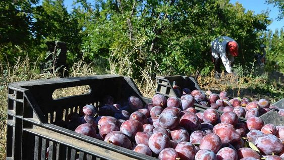 Mendoza concentra la producción nacional de ciruela con destino a industria