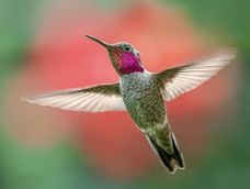 No es una teoría futurista, sino que la ciencia advierte que estamos presenciando la evolución en tiempo real sobre las aves.