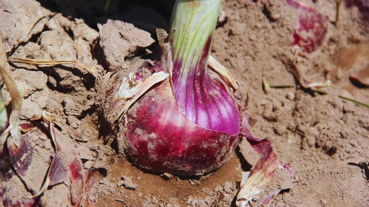 INTA Mendoza lanza una nueva variedad de cebolla de bulbos rojos con alto rendimiento