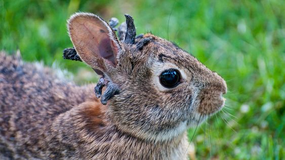 Un virus convierte en Frankensteins a conejos silvestres en EE.UU.