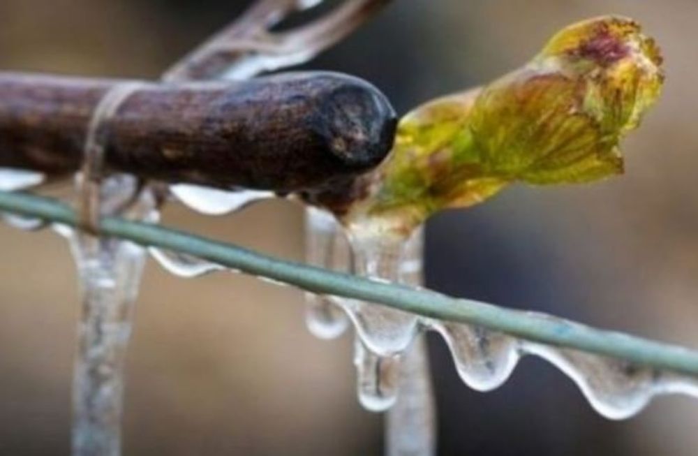Los productores que hayan contratado el Seguro Agrícola y que se afilien mediante una cooperativa obtendrán un descuento del 20%, que se sumará al 10% de descuento por pago anual.