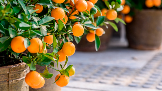 Árbol frutal en jardín muestra cómo jardinería y plantas influyen en producción.