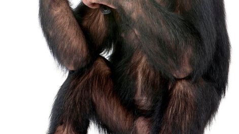 Los monos parecen reconocer sus propios reflejos