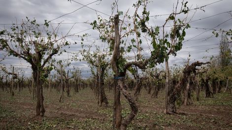 La eximición del pago de tasas alcanza a productores maipucinos que sufrieron daño por helada o granizo. Foto: Ignacio Blanco / Los Andes