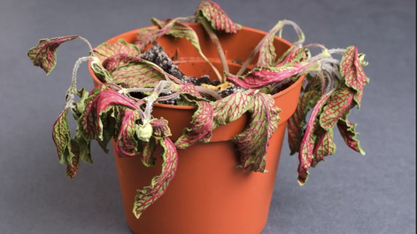 Los cuidados de agosto te permitirán llegar con un jardín perfecto a la primavera.