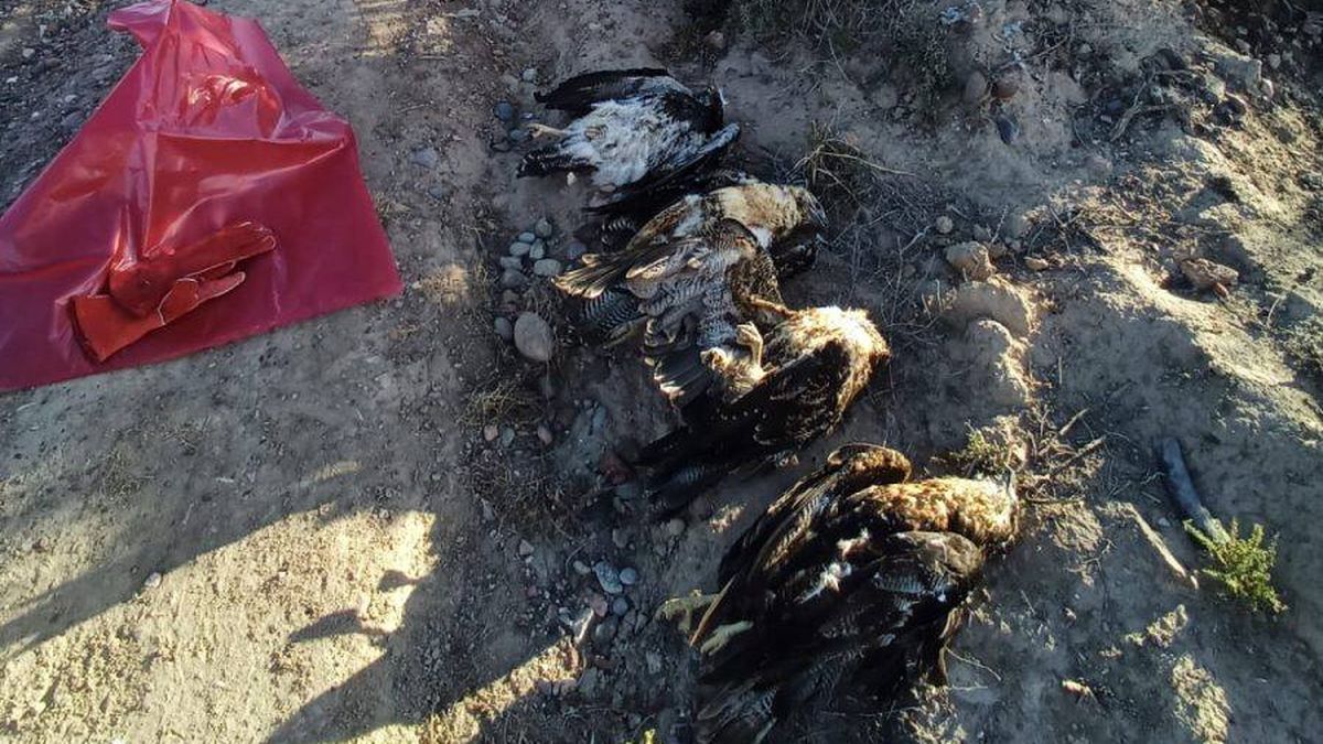 Investigan la muerte de cinco águilas moras en Rivadavia y denuncian un posible caso de caza ilegal