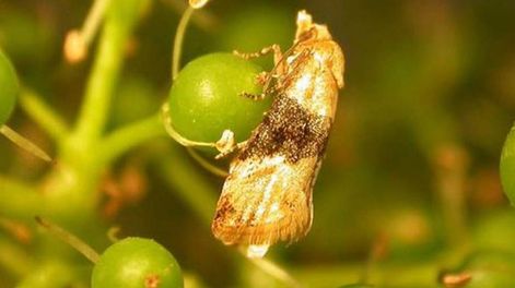 Fumigar la democracia - Por Juan Miguel Jofré