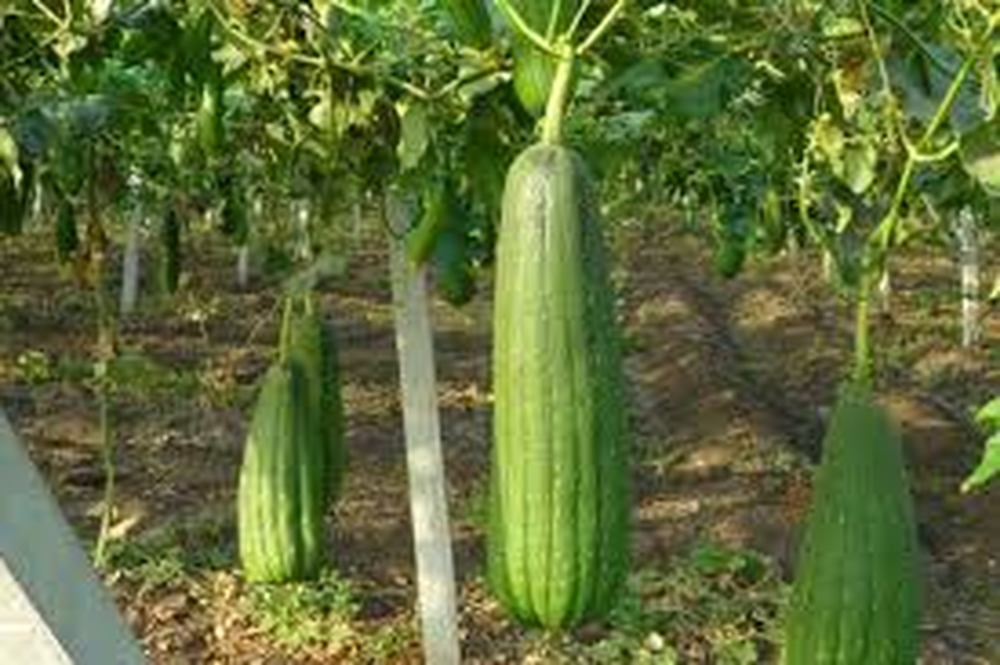 Plantar esponjas vegetales en tu casa es m&aacute;s f&aacute;cil de lo que parece.