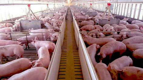 Juan Luis Uccelli habló con Aconcagua Radio sobre el riesgo de triquinosis ante el aumento de consumo de cerdo